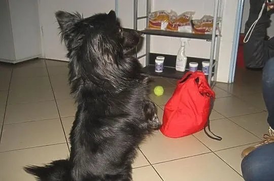 PIĘKNY KRECIK szuka kochającego domu !