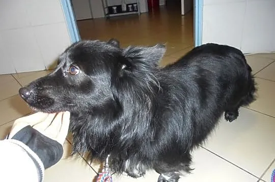 PIĘKNY KRECIK szuka kochającego domu !