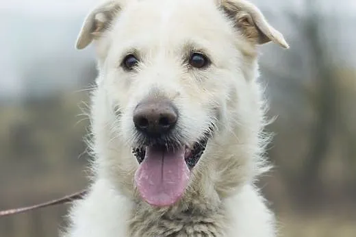 Dżeki :) pies, adopcja,  lubuskie Gorzów Wielkopolski