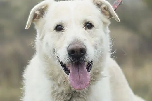 Dżeki :) pies, adopcja,  lubuskie Gorzów Wielkopol
