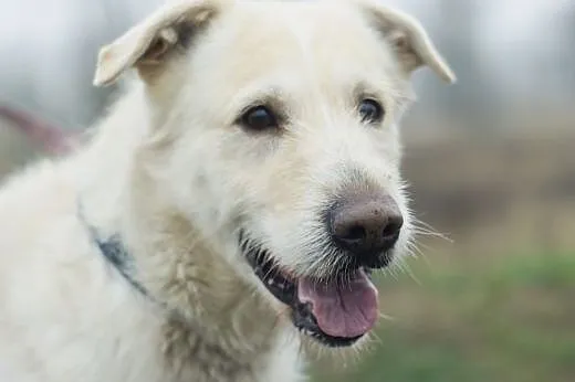 Dżeki :) pies, adopcja,  lubuskie Gorzów Wielkopol