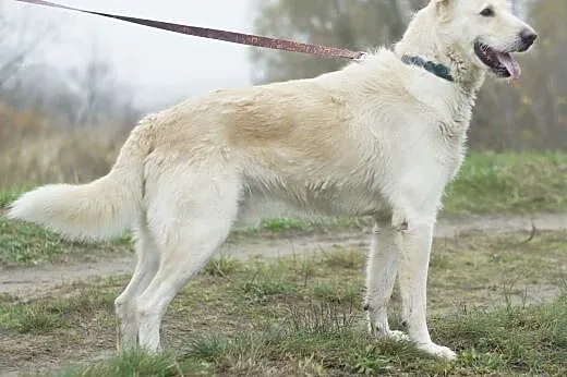 Dżeki :) pies, adopcja,  lubuskie Gorzów Wielkopol