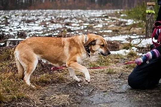 Bunia – trochę nieśmiała suczka, od szczeniaka cze