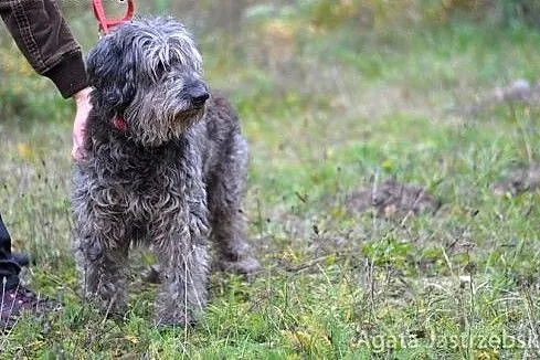 Alf - jak miniaturka owczarka portugalskiego :),  