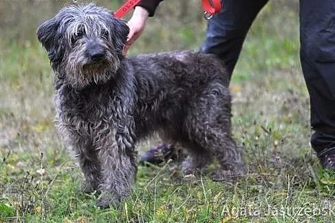 Alf - jak miniaturka owczarka portugalskiego :),  