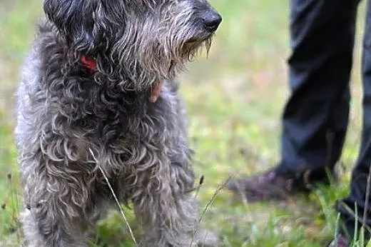Alf - jak miniaturka owczarka portugalskiego :),  