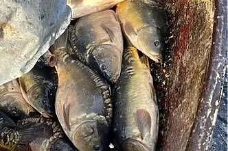 Karp Handlowy / na łowiska