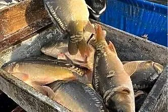 Karp Handlowy / na łowiska, Wielkopolskie, Leszno