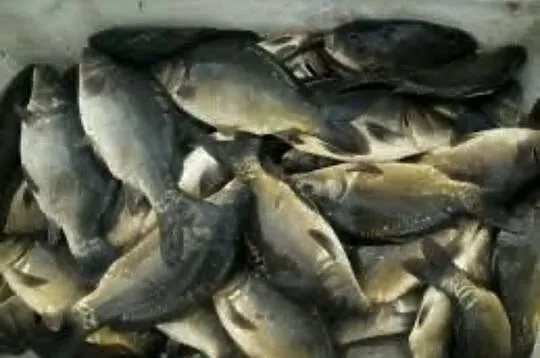 Karp Handlowy / na łowiska, Wielkopolskie, Leszno