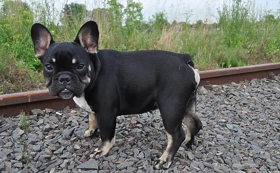 Black And Tan Krycie!