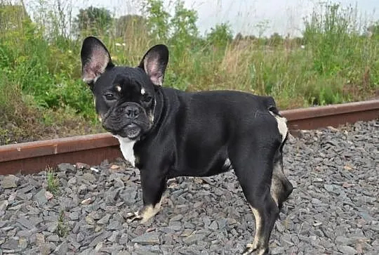 Black And Tan Krycie!
