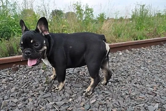 Black And Tan Krycie!