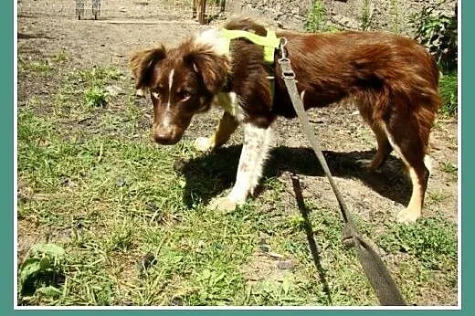 Delikatna,spokojna czekoladowa,średnia suczka KANGA.Adopcja.,  dolnośląskie Wrocław