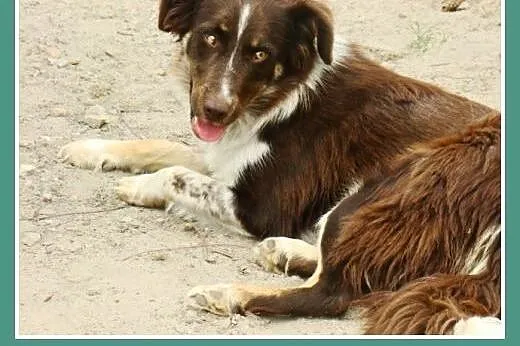 Delikatna,spokojna czekoladowa,średnia suczka KANG