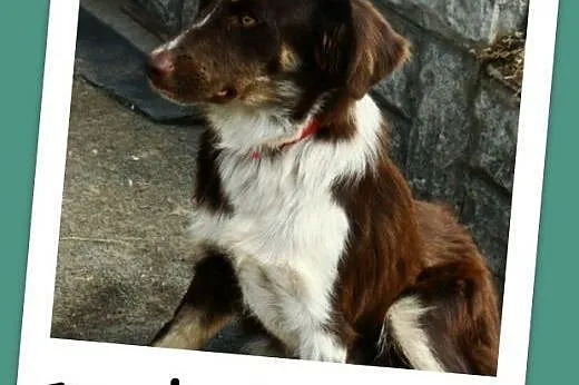 Delikatna,spokojna czekoladowa,średnia suczka KANG