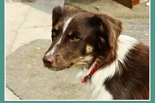 Delikatna,spokojna czekoladowa,średnia suczka KANG