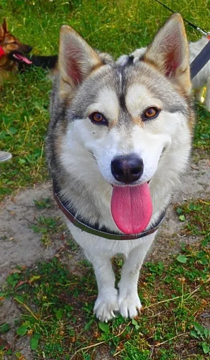 Beza- piękna kochana sunia husky, małopolskie Kra