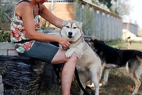 Beza- piękna kochana sunia husky,  małopolskie Kra