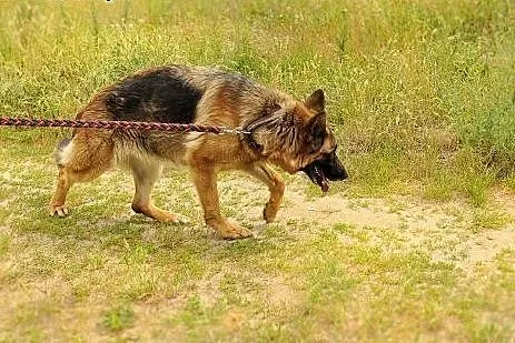 Kora, 5-letnia owczarka szuka swoich Człowieków na