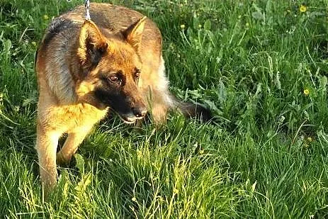 Kora, 5-letnia owczarka szuka swoich Człowieków na