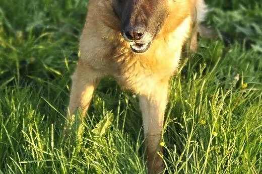 Kora, 5-letnia owczarka szuka swoich Człowieków na