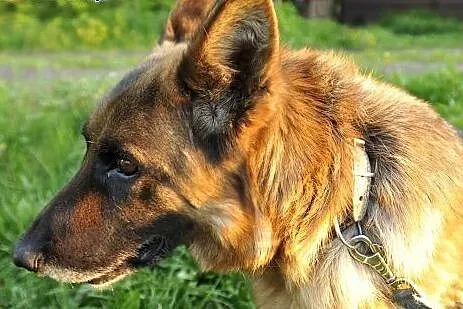 Kora, 5-letnia owczarka szuka swoich Człowieków na