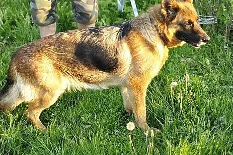 Kora, 5-letnia owczarka szuka swoich Człowieków na