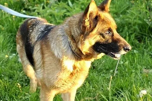 Kora, 5-letnia owczarka szuka swoich Człowieków na