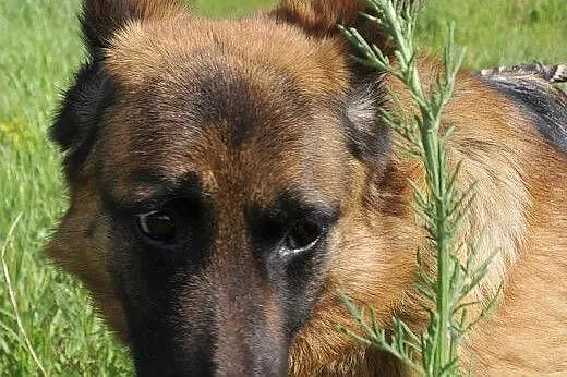 Kora, 5-letnia owczarka szuka swoich Człowieków na