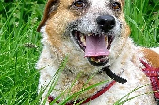 Bianka potrzebuje kochającego domku,  Kundelki cał