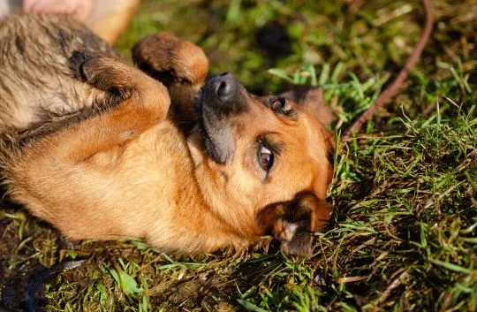 Cudowna, delikatna Kora szuka domu!  Spróbuj się nie zakochać...Kora, cudowna, rozkoszna, nieco nieś