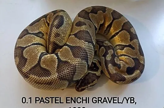 Pyton królewski samica subadult