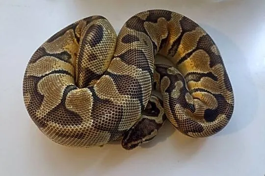 Pyton królewski samica subadult, Mazowieckie, Warszawa
