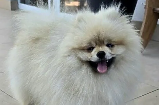 Pomeranian szpic miniaturowy zkwp FCI