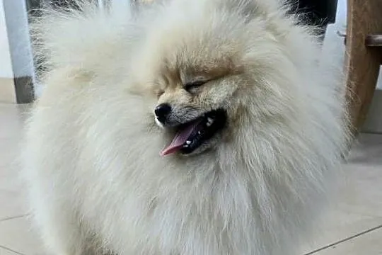 Pomeranian szpic miniaturowy zkwp FCI, Łódzkie, Piątkowisko