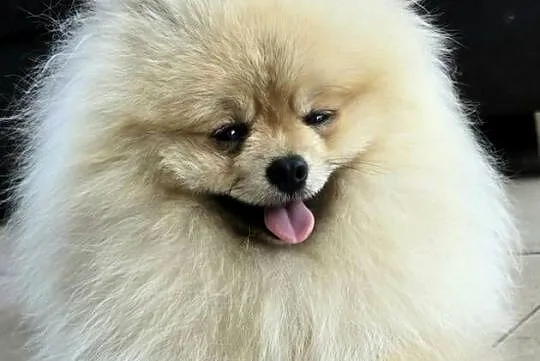 Pomeranian szpic miniaturowy zkwp FCI, Łódzkie, Piątkowisko
