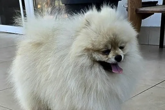 Pomeranian szpic miniaturowy zkwp FCI, Łódzkie, Piątkowisko