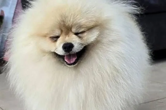 Pomeranian szpic miniaturowy zkwp FCI, Łódzkie, Piątkowisko