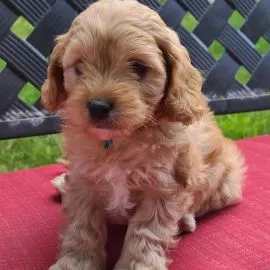 Szczeniak Cavapoo dla Twojego kochanego domu ,,,,,,,,,,,,,,,,,,,,,,,,,,,,,,,,