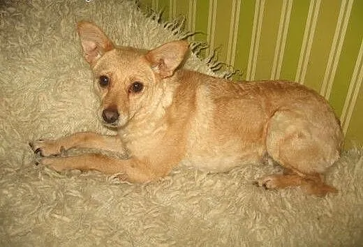 REGI-mała sunia wysterylizowana,adopcja!!, święto