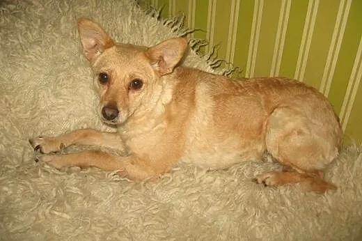REGI-mała sunia wysterylizowana,adopcja!!, świętokrzyskie Kielce
