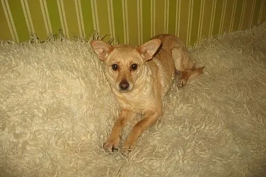 REGI-mała sunia wysterylizowana,adopcja!!,  święto