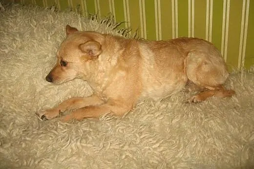 REGI-mała sunia wysterylizowana,adopcja!!,  święto