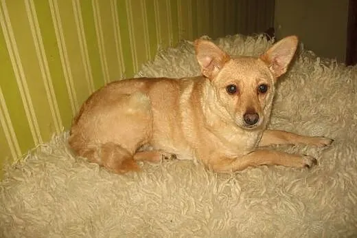 REGI-mała sunia wysterylizowana,adopcja!!,  święto