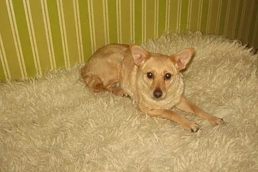 REGI-mała sunia wysterylizowana,adopcja!!,  święto