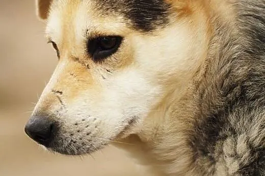 Daj szansę Nelsonowi na prawdziwy dom! Adoptuj!,  
