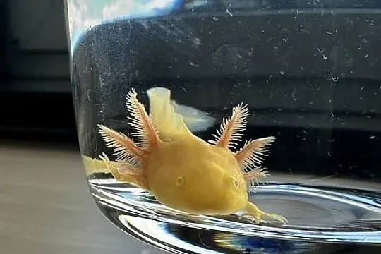 Aksolotl Salamandra Meksykańska