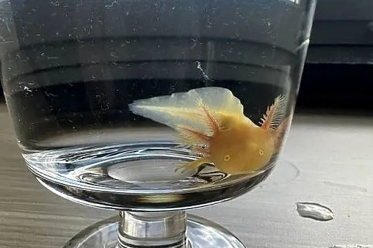 Aksolotl Salamandra Meksykańska, Wielkopolskie, Kępno
