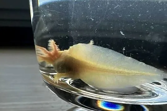 Aksolotl Salamandra Meksykańska, Wielkopolskie, Kępno
