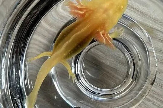 Aksolotl Salamandra Meksykańska, Wielkopolskie, Kępno